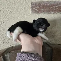 Picasso , a male Pekingese for sale in Ticonderoga, NY – Photo 3 of 5