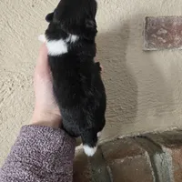 Picasso , a male Pekingese for sale in Ticonderoga, NY – Photo 2 of 5