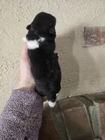 Picasso , a male Pekingese for sale in Ticonderoga, NY – Photo 2 of 5