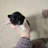 Picasso , a male Pekingese for sale in Ticonderoga, NY – Photo 4 of 5