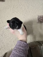 Picasso , a male Pekingese for sale in Ticonderoga, NY – Photo 4 of 5