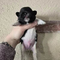 Picasso , a male Pekingese for sale in Ticonderoga, NY – Photo 5 of 5