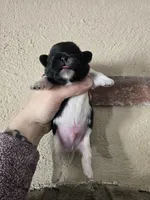 Picasso , a male Pekingese for sale in Ticonderoga, NY – Photo 5 of 5