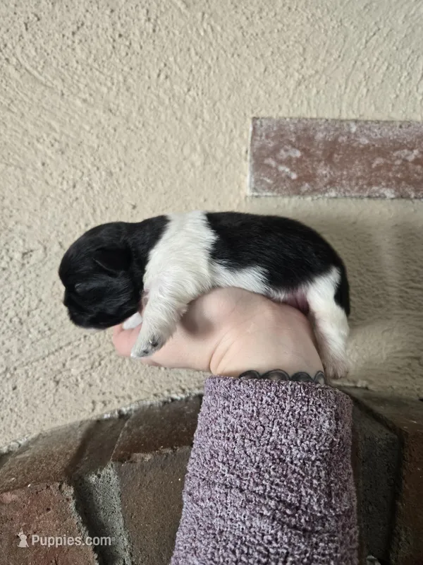 Picasso , a male Pekingese for sale in Ticonderoga, NY – Photo 1 of 5