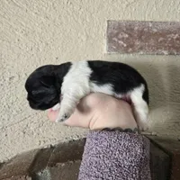 Picasso , a male Pekingese for sale in Ticonderoga, NY – Photo 1 of 5