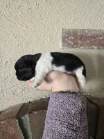 Picasso , a male Pekingese for sale in Ticonderoga, NY – Photo 1 of 5