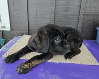 ICCF Luigi, a male Cane Corso for sale in Ticonderoga, NY – Photo 5 of 5