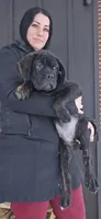ICCF Luigi, a male Cane Corso for sale in Ticonderoga, NY – Photo 1 of 5