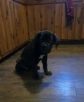 ICCF Luigi, a male Cane Corso for sale in Ticonderoga, NY – Photo 4 of 5