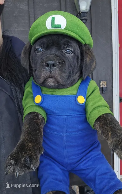 Luigi