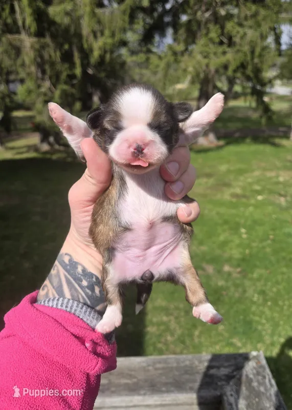 Myrtle  – Pekingese, Shih Tzu puppy for sale in Ticonderoga, NY