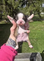 Myrtle , a female Pekingese and Shih Tzu for sale in Ticonderoga, NY – Photo 1 of 5