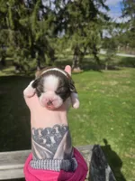 Myrtle , a female Pekingese and Shih Tzu for sale in Ticonderoga, NY – Photo 5 of 5