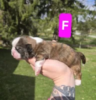 Myrtle , a female Pekingese and Shih Tzu for sale in Ticonderoga, NY – Photo 2 of 5