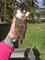 Myrtle , a female Pekingese and Shih Tzu for sale in Ticonderoga, NY – Photo 4 of 5