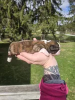 Myrtle , a female Pekingese and Shih Tzu for sale in Ticonderoga, NY – Photo 3 of 5