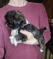 Clyde SHINESE BREED, a male Shih Tzu for sale in Ticonderoga, NY – Photo 3 of 4