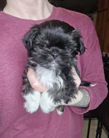 Clyde SHINESE BREED, a male Shih Tzu for sale in Ticonderoga, NY – Photo 1 of 4