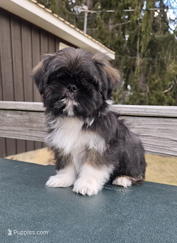 Clyde SHINESE BREED – Shih Tzu puppy for sale in Ticonderoga, NY