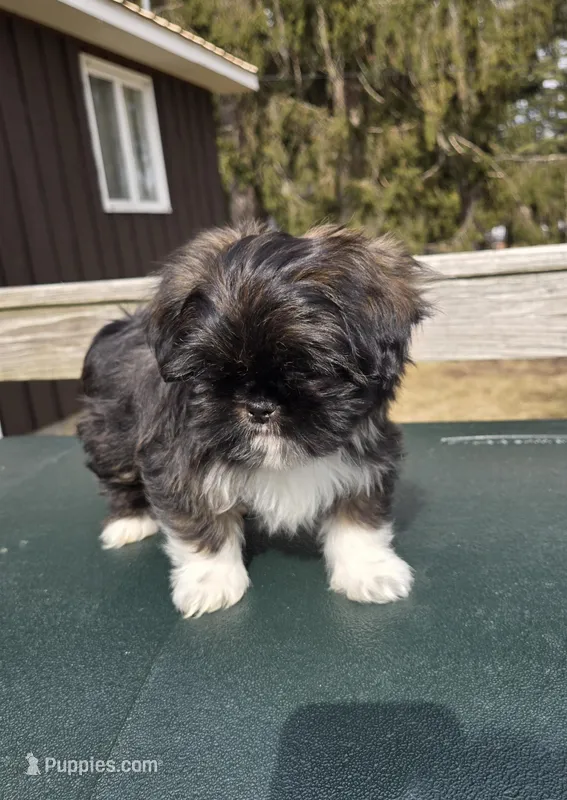Clyde SHINESE BREED – Shih Tzu puppy for sale in Ticonderoga, NY