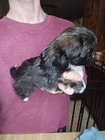Clyde SHINESE BREED, a male Shih Tzu for sale in Ticonderoga, NY – Photo 4 of 4