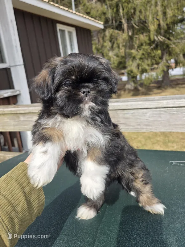 Clyde SHINESE BREED – Shih Tzu puppy for sale in Ticonderoga, NY