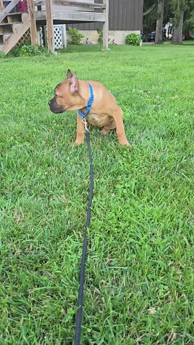 ICCF Sonya , a female Cane Corso for sale in Ticonderoga, NY – 9 of 9