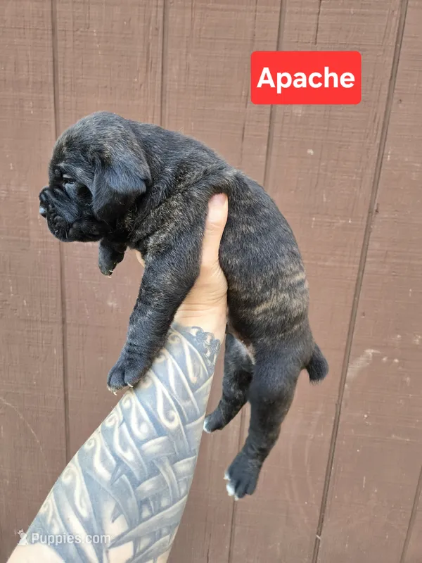 Apache , a male Cane Corso for sale in Ticonderoga, NY – 1 of 7