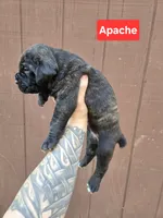 Apache , a male Cane Corso for sale in Ticonderoga, NY – 1 of 7