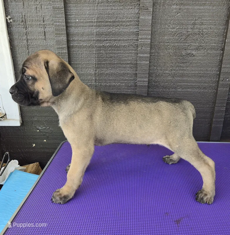 AKC Baylar – Cane Corso puppy for sale in Ticonderoga, NY