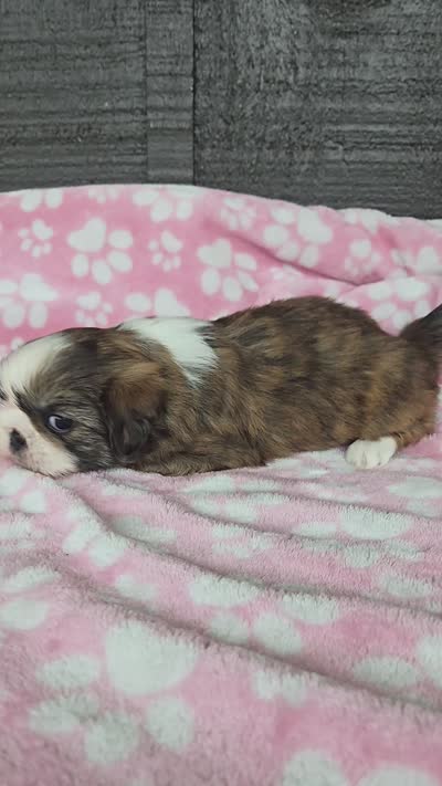 Myrtle , a female Pekingese and Shih Tzu for sale in Ticonderoga, NY – 2 of 2