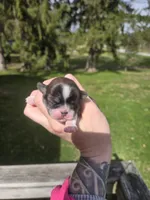 Daisy, a female Pekingese and Shih Tzu for sale in Ticonderoga, NY – Photo 2 of 5