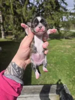 Daisy, a female Pekingese and Shih Tzu for sale in Ticonderoga, NY – Photo 4 of 5