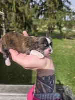 Daisy, a female Pekingese and Shih Tzu for sale in Ticonderoga, NY – Photo 3 of 5