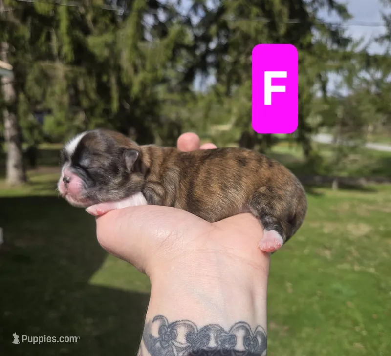 Daisy – Pekingese, Shih Tzu puppy for sale in Ticonderoga, NY