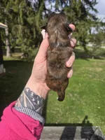 Daisy, a female Pekingese and Shih Tzu for sale in Ticonderoga, NY – Photo 5 of 5