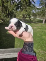 Cletus, a male Pekingese and Shih Tzu for sale in Ticonderoga, NY – Photo 3 of 6