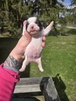 Cletus, a male Pekingese and Shih Tzu for sale in Ticonderoga, NY – Photo 6 of 6