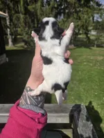 Cletus, a male Pekingese and Shih Tzu for sale in Ticonderoga, NY – Photo 5 of 6