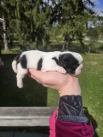 Cletus, a male Pekingese and Shih Tzu for sale in Ticonderoga, NY – Photo 4 of 6