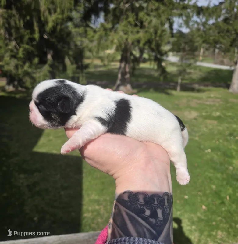 Cletus – Pekingese, Shih Tzu puppy for sale in Ticonderoga, NY
