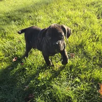 AKC Baylee, a female Cane Corso for sale in Ticonderoga, NY – 4 of 5