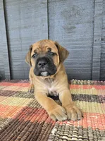 AKC Vladimir , a male Cane Corso for sale in Ticonderoga, NY – 4 of 7