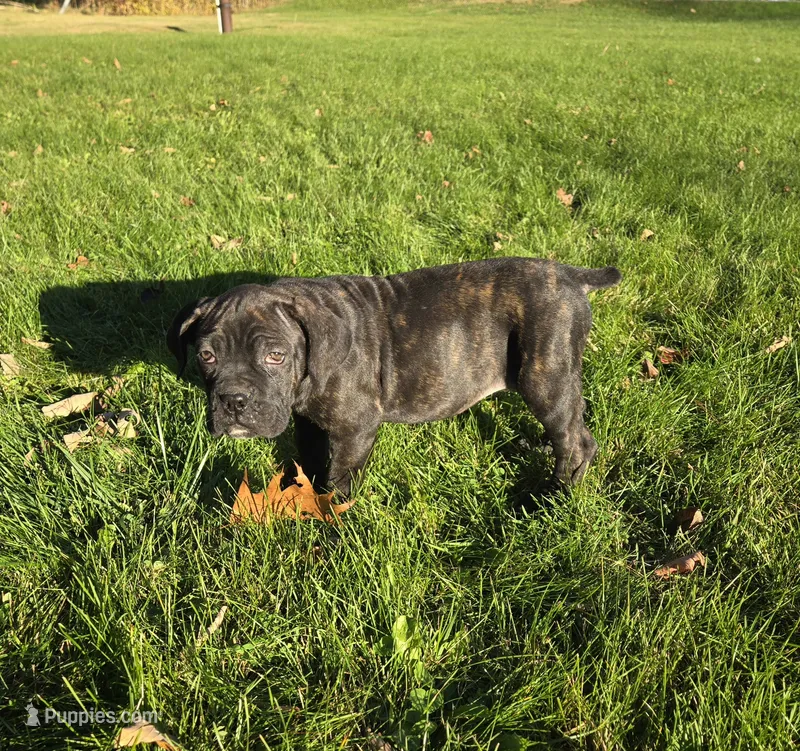 AKC Baylee – Cane Corso puppy for sale in Ticonderoga, NY