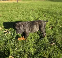 AKC Baylee, a female Cane Corso for sale in Ticonderoga, NY – 1 of 5