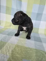 Sarge , a male Cane Corso for sale in Ticonderoga, NY – 6 of 6