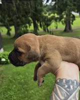 AKC Viggo , a male Cane Corso for sale in Ticonderoga, NY – 3 of 5