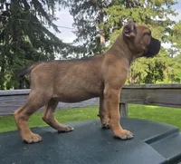 Scarlett , a female Cane Corso for sale in Ticonderoga, NY – 6 of 6