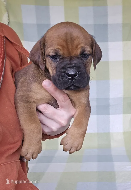 Ruby – Cane Corso puppy for sale in Ticonderoga, NY