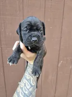 Chippewa , a female Cane Corso for sale in Ticonderoga, NY – 2 of 9